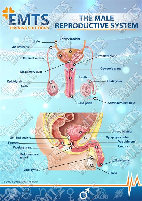 male genital anatomy